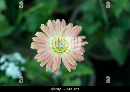 Gerbera hellrosa Farbe Blume Stockfoto