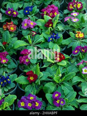 Primrose Blumen gepflanzt als Bodendecke Stockfoto