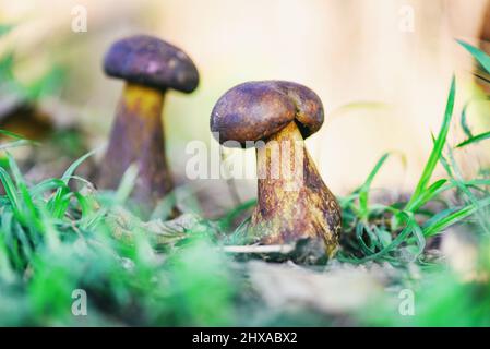 Frische rohe Wildpilze Bio-Lebensmittel in einem Wald Herbst - cep, schwarzer Penny Bun, Steinpilz oder König Boletus, in der Regel als schwarzer Steinpilz, der CE Stockfoto