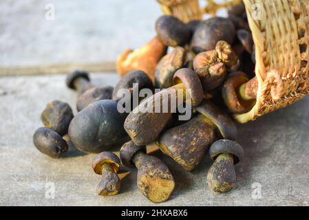Frische rohe Wildpilze Bio-Lebensmittel in einem Wald Herbst - cep, schwarzer Penny Bun, Steinpilz oder König Boletus, in der Regel als schwarzer Steinpilz, der CE Stockfoto