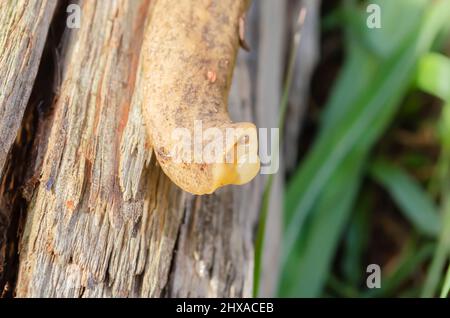 Schnecke, Die Den Kopf Hebt Stockfoto