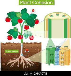 Abbildung des Pflanzenzusammenhalts Stock Vektor