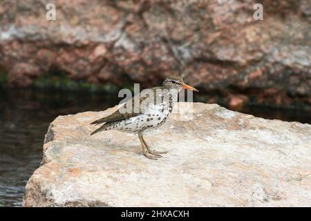 Eine Seitenprofil Nahaufnahme eines Sandpiper mit Punktmuster auf einem großen Granitgestein innerhalb eines Baches. Stockfoto