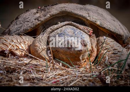 Vorderansicht einer gealterten Schildkröte, die am Ufer des Baches sonnt. Raleigh, North Carolina. Hat Augen- und Nackenverletzungen. Stockfoto