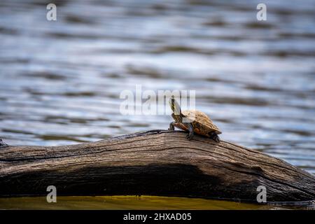 Eine Tiny Painted Turtle (Chrysemys picta) hat den sonnenbeschallten Baumstamm ganz für sich. Raleigh, North Carlina. Stockfoto