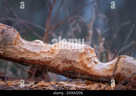 Die American Beavers (Castor canadensis) waren beschäftigt. Raleigh, North Carolina. Stockfoto