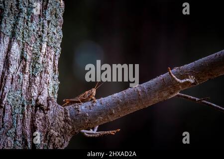 Eine American Bird Grasshopper (Schistocerca americana), die an einem Baum hängt, als wäre es ein Eichhörnchen. Raleigh, North Carolina. Stockfoto