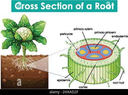 Diagramm mit Querschnitt eines root Abbildung Stock Vektor