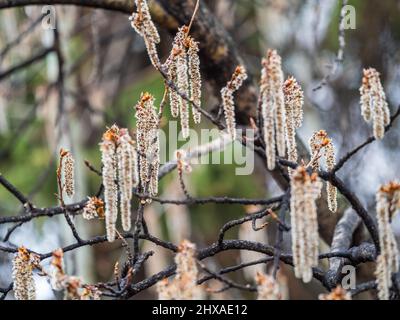 Hinterleuchtete Gruppe weiblicher europäischer Espen oder quakender Aspen, Populus Tremula, Kätzchen, unter der weichen Frühlingssonne Stockfoto