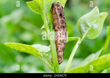 Nahaufnahme des Armwurms am Kletterspinatstiel Stockfoto