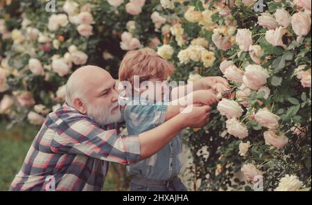 Pflege und Bewässerung der Blumenrose. Großvater mit Enkel gärtnern zusammen. Bärtiger Senior Gärtner in einem städtischen Garten. Familiengeneration und Stockfoto