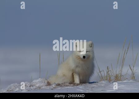 Der Polarfuchs, Vulpes Lagopus, sitzt im Schnee und starrt um die Tundra, in der Nähe von Arviat Nunavut Stockfoto