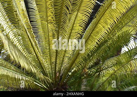 Cycad Baum fächerförmige Blätter intensiv grün Stockfoto