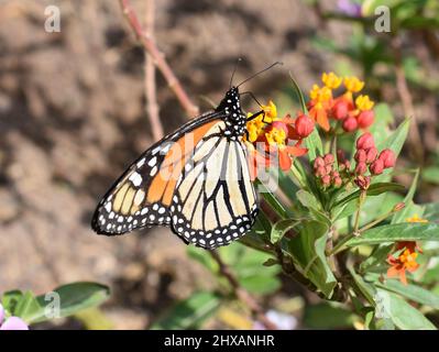 Monarch Schmetterling Danaus plexippus sitzt auf Blume Stockfoto