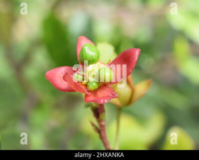 Nahaufnahme von roten Kelchblättern der Frucht der Mickey-Maus-Pflanze Ochna kirkii Stockfoto