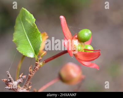 Nahaufnahme von roten Kelchblättern der Frucht der Mickey-Maus-Pflanze Ochna kirkii Stockfoto