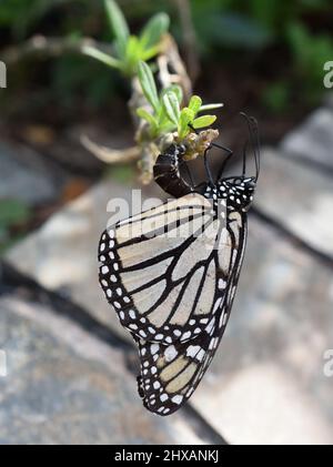 Monarchschmetterling Danaus plexippus legt Eier auf eine Milchkrautpflanze Stockfoto