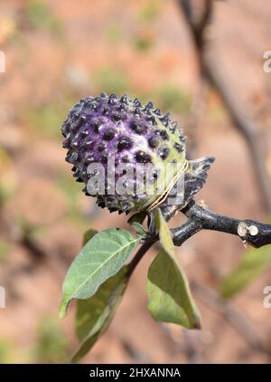 Die tuberkulierte purpurrote toxische Halluzinogen-Samenschote der Teufelskerze Datura metel Stockfoto