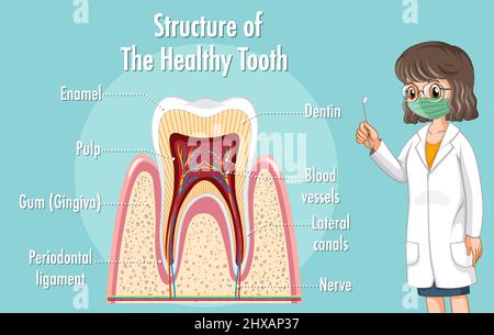 Infografik des Menschen in der Struktur des gesunden Zahnes Illustration Stock Vektor