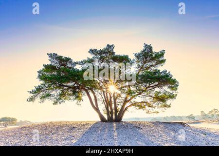 Sonnenaufgang auf Sanddrift Soesterduinen in der niederländischen Provinz Utrecht mit Sonnenstrahlen, die durch die Baumkrone der schottischen Kiefer, Pinus sylvestris, scheinen Stockfoto