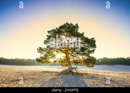 Sonnenaufgang auf Sanddrift Soesterduinen in der niederländischen Provinz Utrecht mit Sonnenstrahlen, die durch die Baumkrone der schottischen Kiefer, Pinus sylvestris, scheinen Stockfoto