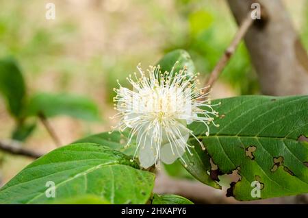 Psidium Guajava Blume (Guava) Stockfoto