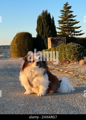 Kleiner tibetischer Spaniel-Hund, der auf der Straße vor einer Hecke sitzt, und einige Nadelbäume - Haustiere, Haustiere - Buchcover Stockfoto