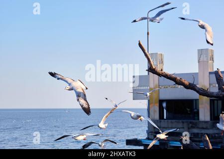 Schar von Möwen, die auf dem Meer fliegen und schwimmen Stockfoto