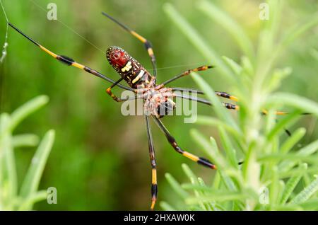 Bauch Der Nephila Clavipes Spinne Stockfoto