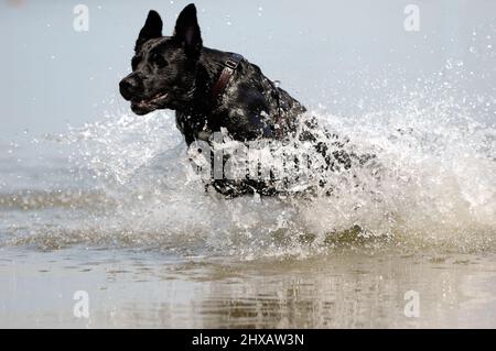 Schwarzer Hund springt im Wasser Stockfoto