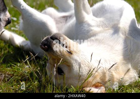 Ein glücklicher Hund rollt herum und spielt im Gras Stockfoto