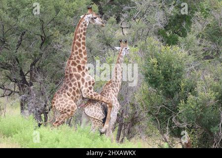 Paarungsgiraffe Stockfoto