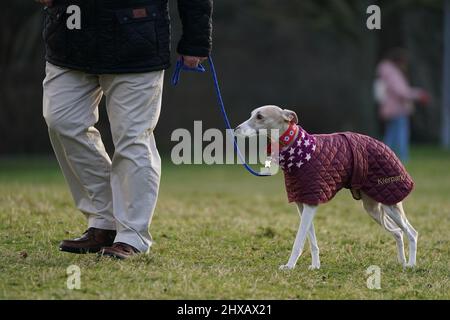 Hunde, die am zweiten Tag der Crufts Dog Show im Birmingham National Exhibition Centre (NEC) ankommen. Bilddatum: Freitag, 11. März 2022. Stockfoto