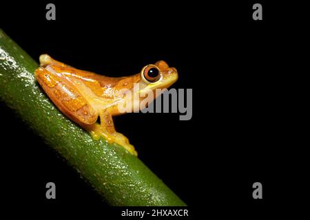 Dendropsophus ebraccatus, auch bekannt als Sanduhrbaumfrosch oder Pantless-Baumfrosch, ist ein neotropischer Baumfrosch Stockfoto