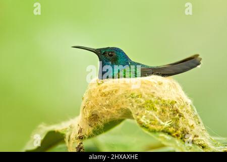Der weißhalskobiner (Florisuga mellivora) ist ein mittelgroßer Kolibri, der von Mexiko-Süd bis Mittelamerika reicht Stockfoto