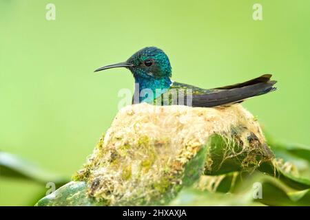 Der weißhalskobiner (Florisuga mellivora) ist ein mittelgroßer Kolibri, der von Mexiko-Süd bis Mittelamerika reicht Stockfoto
