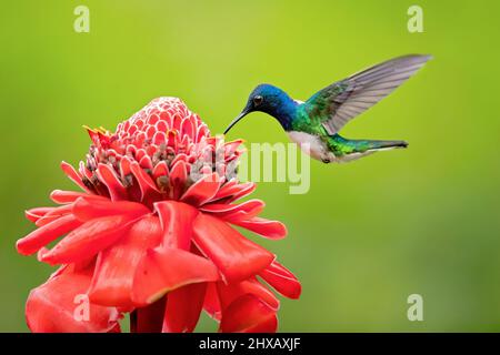 Der weißhalskobiner (Florisuga mellivora) ist ein mittelgroßer Kolibri, der von Mexiko-Süd bis Mittelamerika reicht Stockfoto