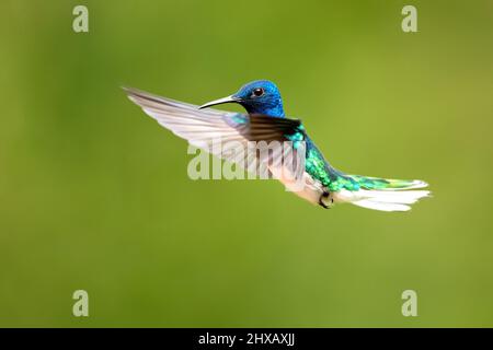 Der weißhalskobiner (Florisuga mellivora) ist ein mittelgroßer Kolibri, der von Mexiko-Süd bis Mittelamerika reicht Stockfoto