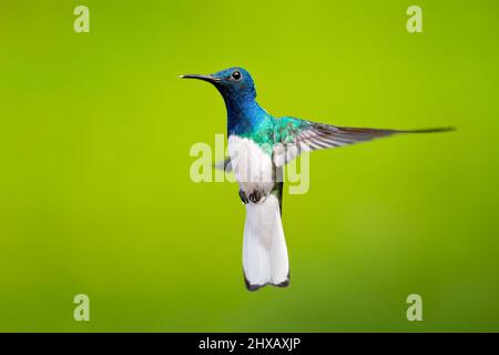 Der weißhalskobiner (Florisuga mellivora) ist ein mittelgroßer Kolibri, der von Mexiko-Süd bis Mittelamerika reicht Stockfoto