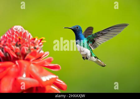 Der weißhalskobiner (Florisuga mellivora) ist ein mittelgroßer Kolibri, der von Mexiko-Süd bis Mittelamerika reicht Stockfoto