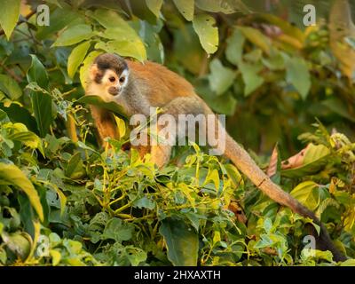 Zentralamerikanischer Eichhörnchen-Affe (Saimiri oerstedii), auch bekannt als der rotrückige Eichhörnchen-Affe Stockfoto