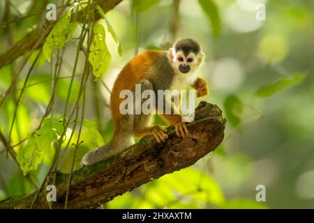 Zentralamerikanischer Eichhörnchen-Affe (Saimiri oerstedii), auch bekannt als der rotrückige Eichhörnchen-Affe Stockfoto