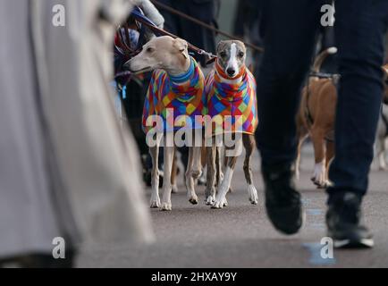 Hunde, die am zweiten Tag der Crufts Dog Show im Birmingham National Exhibition Centre (NEC) ankommen. Bilddatum: Freitag, 11. März 2022. Stockfoto