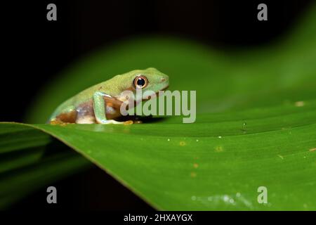 Agalychnis callidryas, oder besser bekannt als der Rotaugen-Baumfrosch, ist ein Baumhylid, der in den neototypischen Regenwäldern beheimatet ist Stockfoto