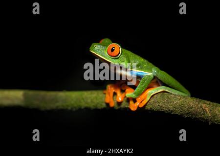 Agalychnis callidryas, oder besser bekannt als der Rotaugen-Baumfrosch, ist ein Baumhylid, der in den neototypischen Regenwäldern beheimatet ist Stockfoto