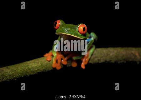 Agalychnis callidryas, oder besser bekannt als der Rotaugen-Baumfrosch, ist ein Baumhylid, der in den neototypischen Regenwäldern beheimatet ist Stockfoto