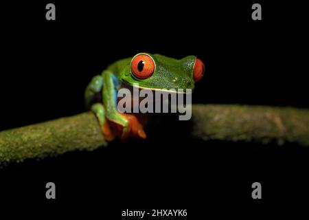 Agalychnis callidryas, oder besser bekannt als der Rotaugen-Baumfrosch, ist ein Baumhylid, der in den neototypischen Regenwäldern beheimatet ist Stockfoto