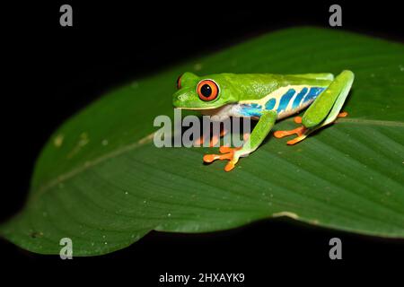 Agalychnis callidryas, oder besser bekannt als der Rotaugen-Baumfrosch, ist ein Baumhylid, der in den neototypischen Regenwäldern beheimatet ist Stockfoto