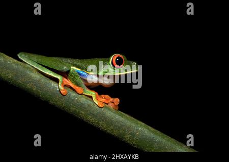 Agalychnis callidryas, oder besser bekannt als der Rotaugen-Baumfrosch, ist ein Baumhylid, der in den neototypischen Regenwäldern beheimatet ist Stockfoto