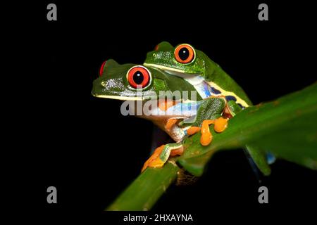 Agalychnis callidryas, oder besser bekannt als der Rotaugen-Baumfrosch, ist ein Baumhylid, der in den neototypischen Regenwäldern beheimatet ist Stockfoto